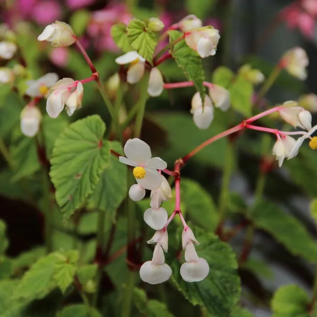 Passion Vivaces Begonia grandis Alba plante vivace godet blanc