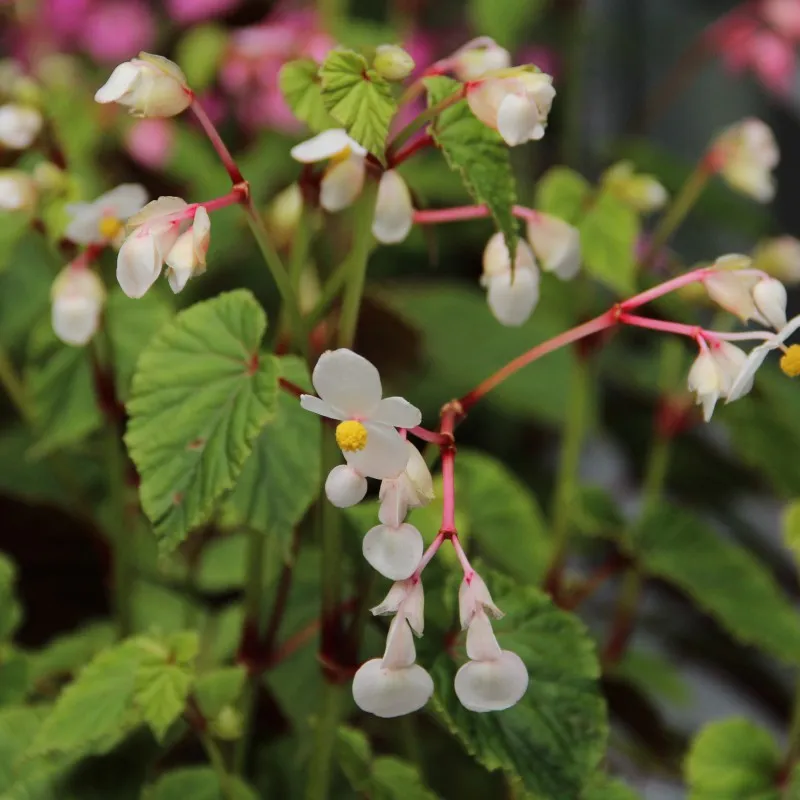 Passion Vivaces Begonia grandis Alba plante vivace godet blanc