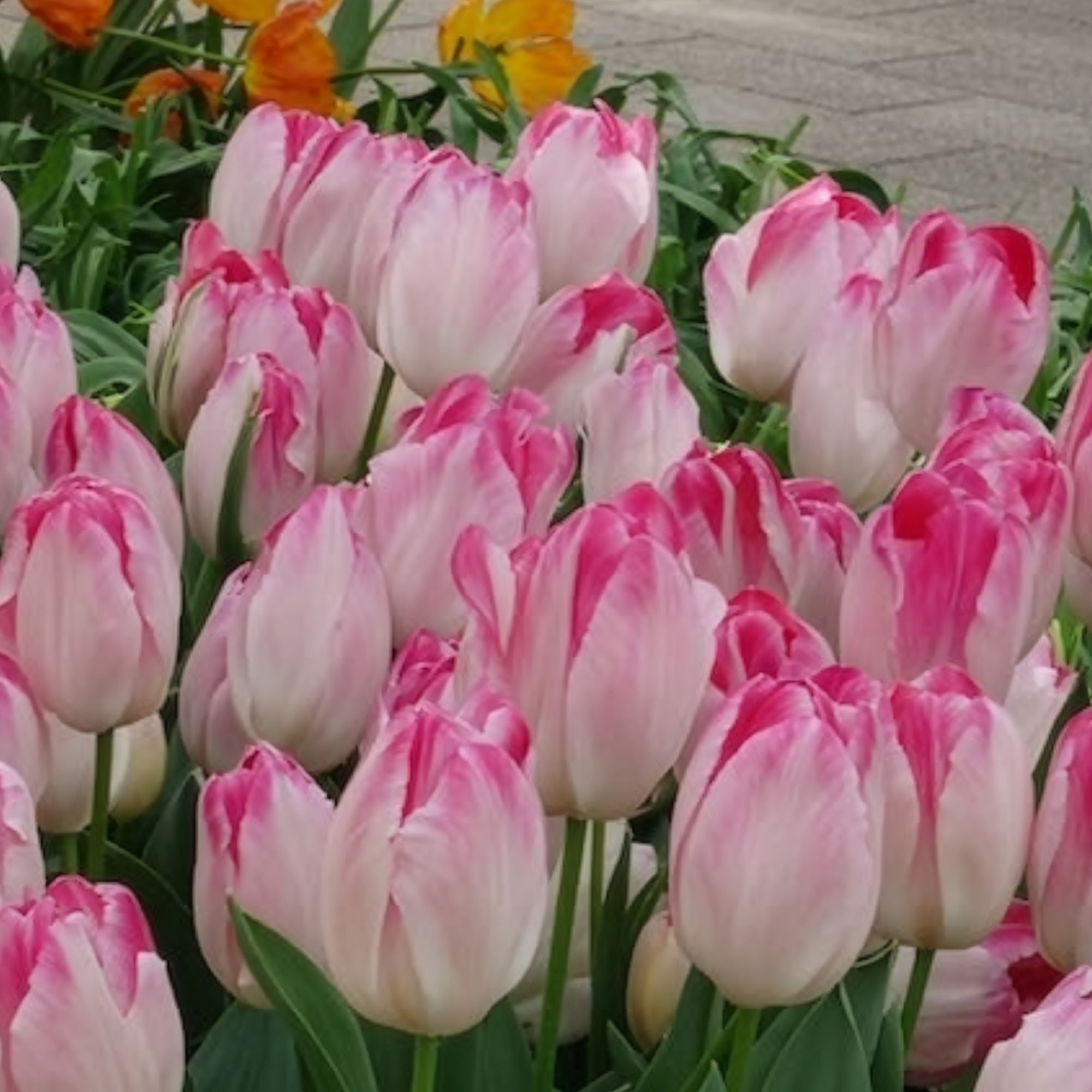 Bakker Supri Erotic tulipe rose 10 bulbes 11cm+