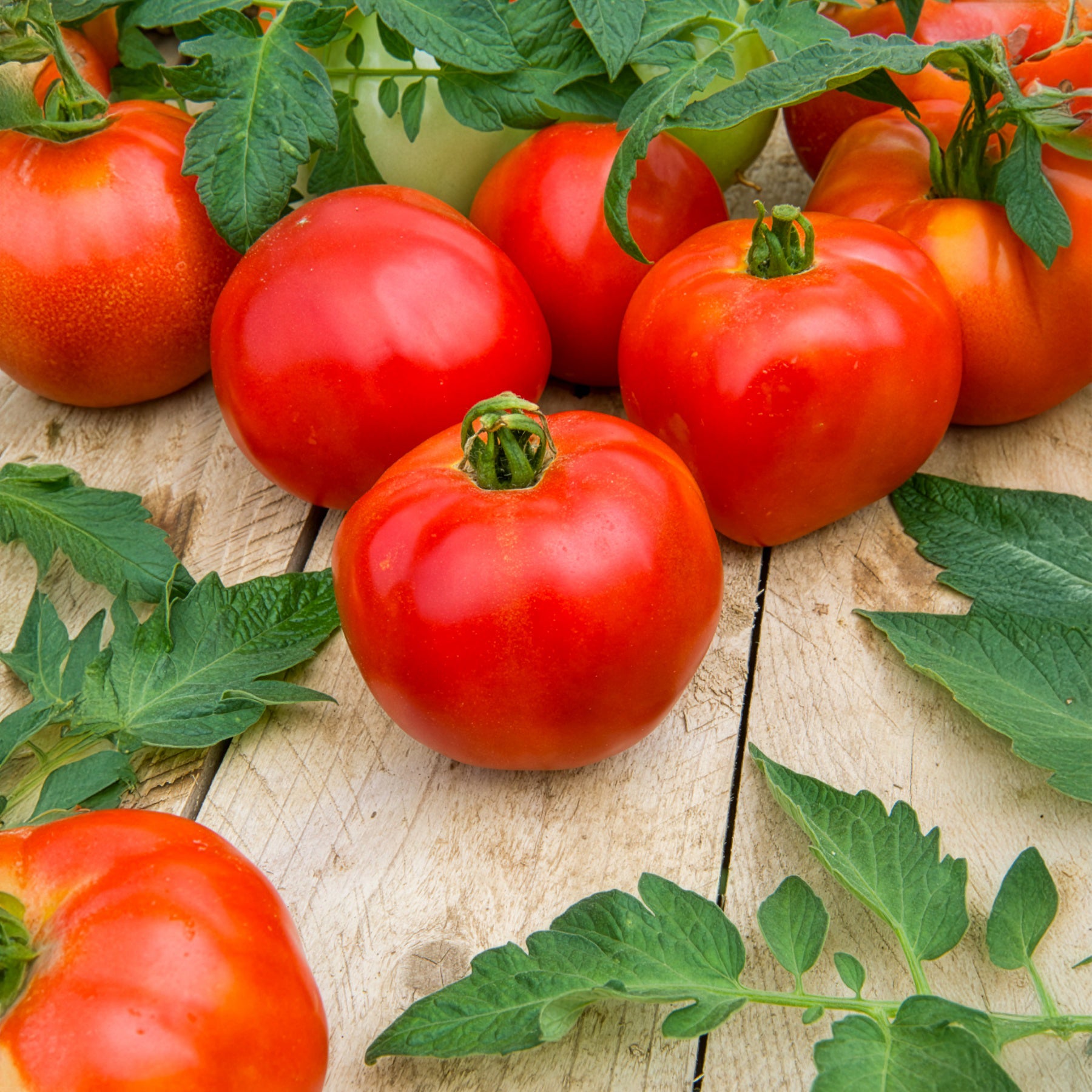 Bakker Tomate Pyros F1 plant potager charnu 3 pots Ø10,5cm