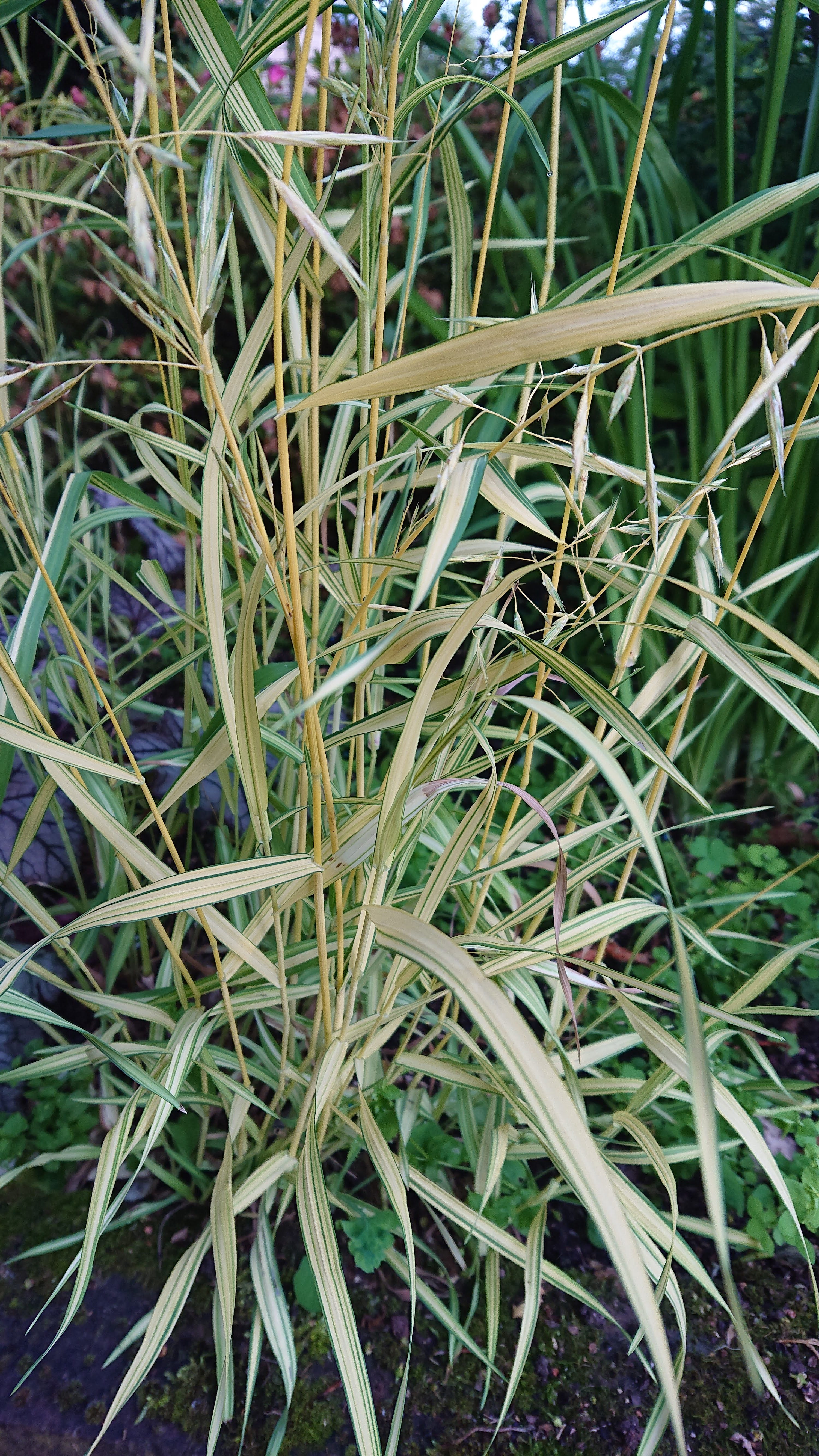 Passion Vivaces Bromus inermis Skinner's Gold graminée pot 1 litre