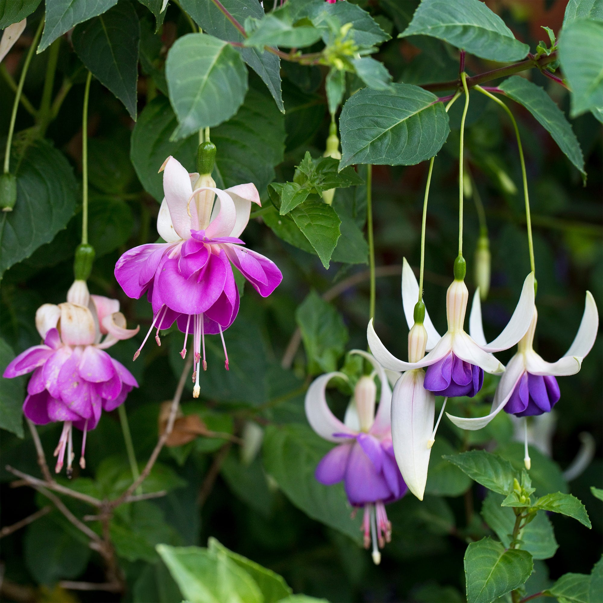 Bakker Blue Sarah fuchsia résistant 3 pots Ø9cm