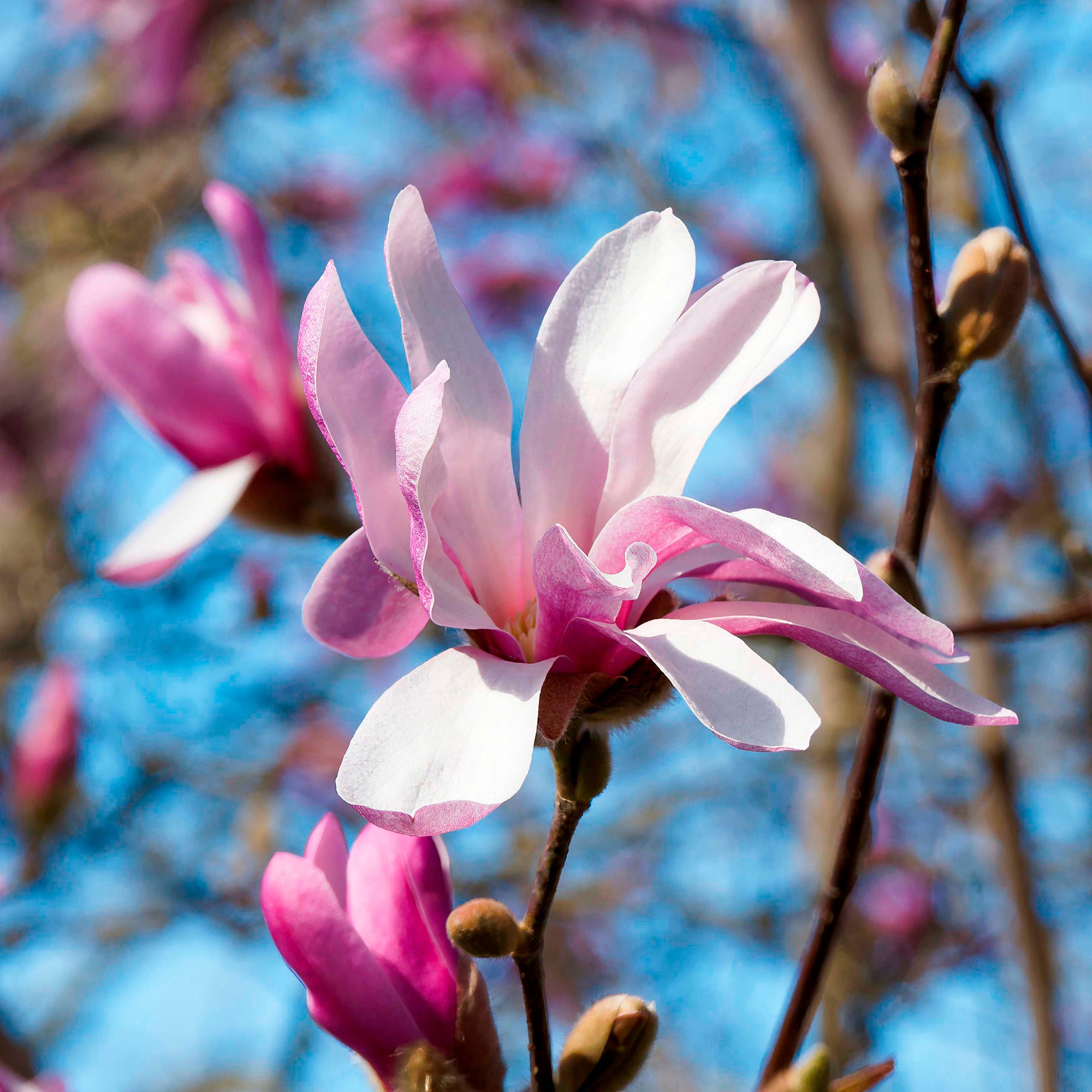 Bakker Magnolia Leonard Messel arbuste pot 4,5L rose