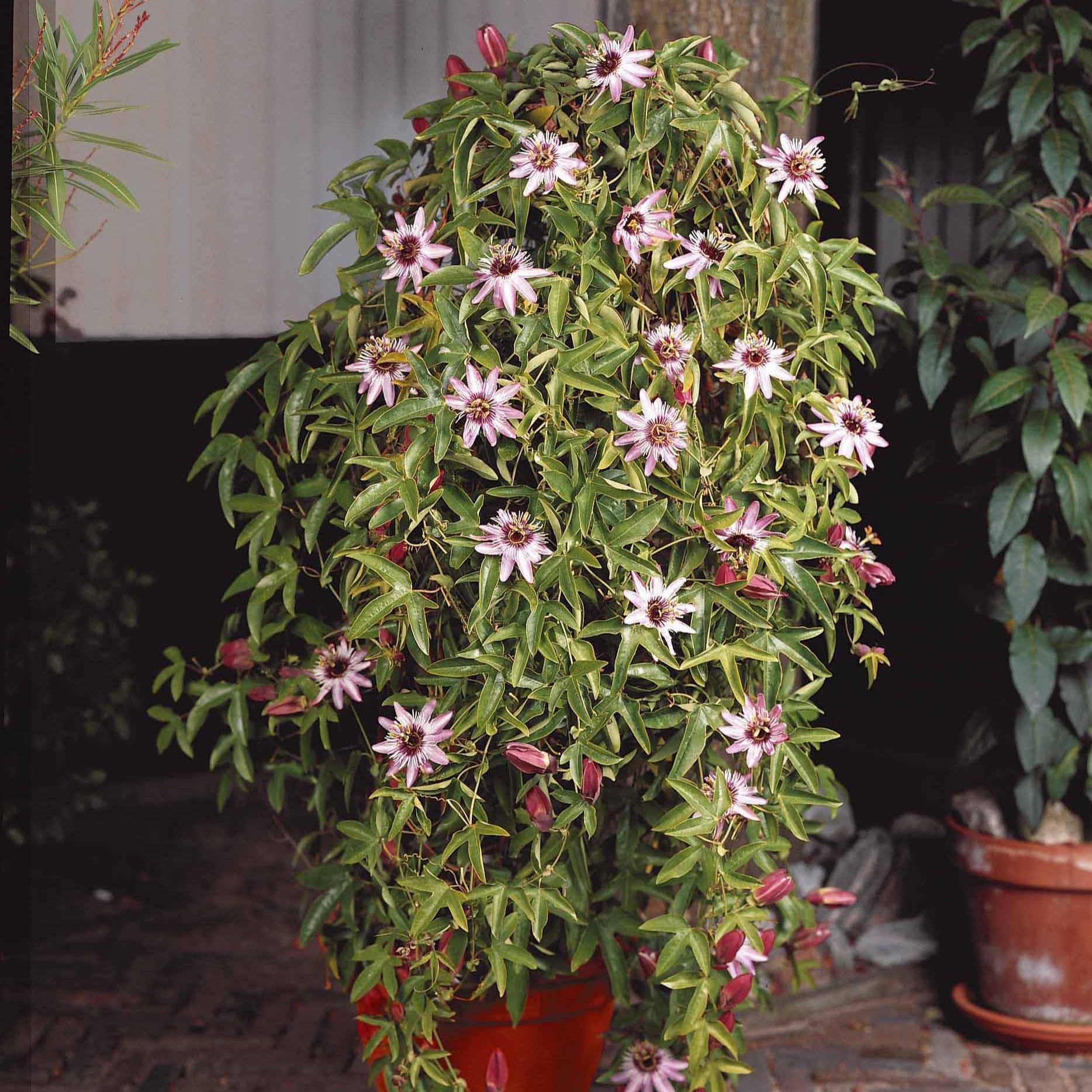 Bakker Passiflore Victoria grimpante pot 2L bleue 40-50cm