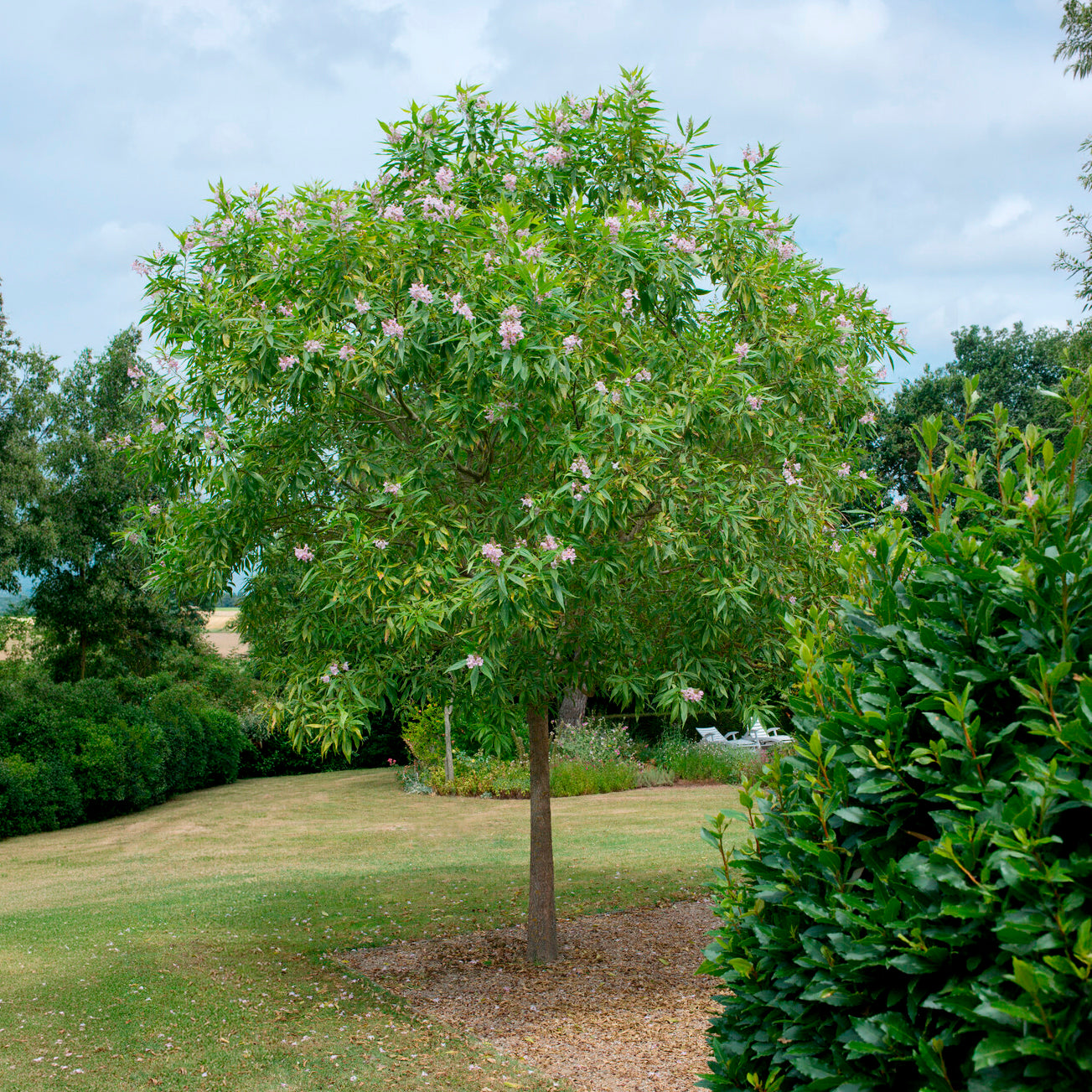 Bakker Chitalpa Pink Dawn arbre pot 3L fleurs roses 60-80cm