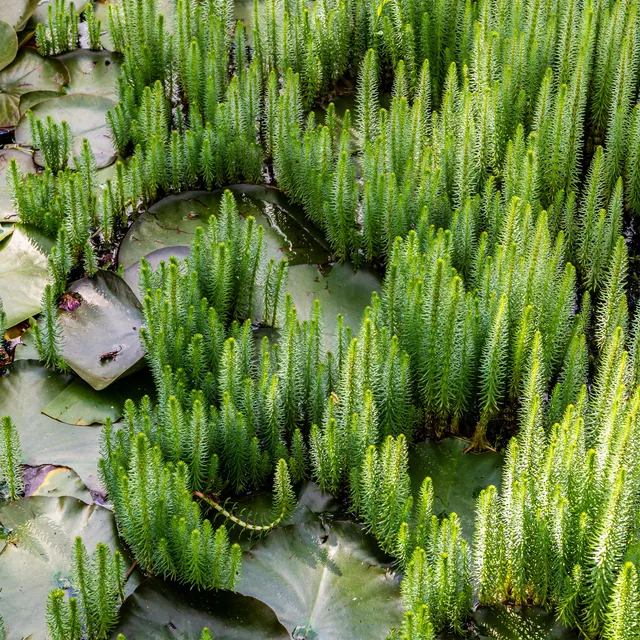 Bakker Pesse d'eau plante de bassin pot Ø 11cm oxygénante