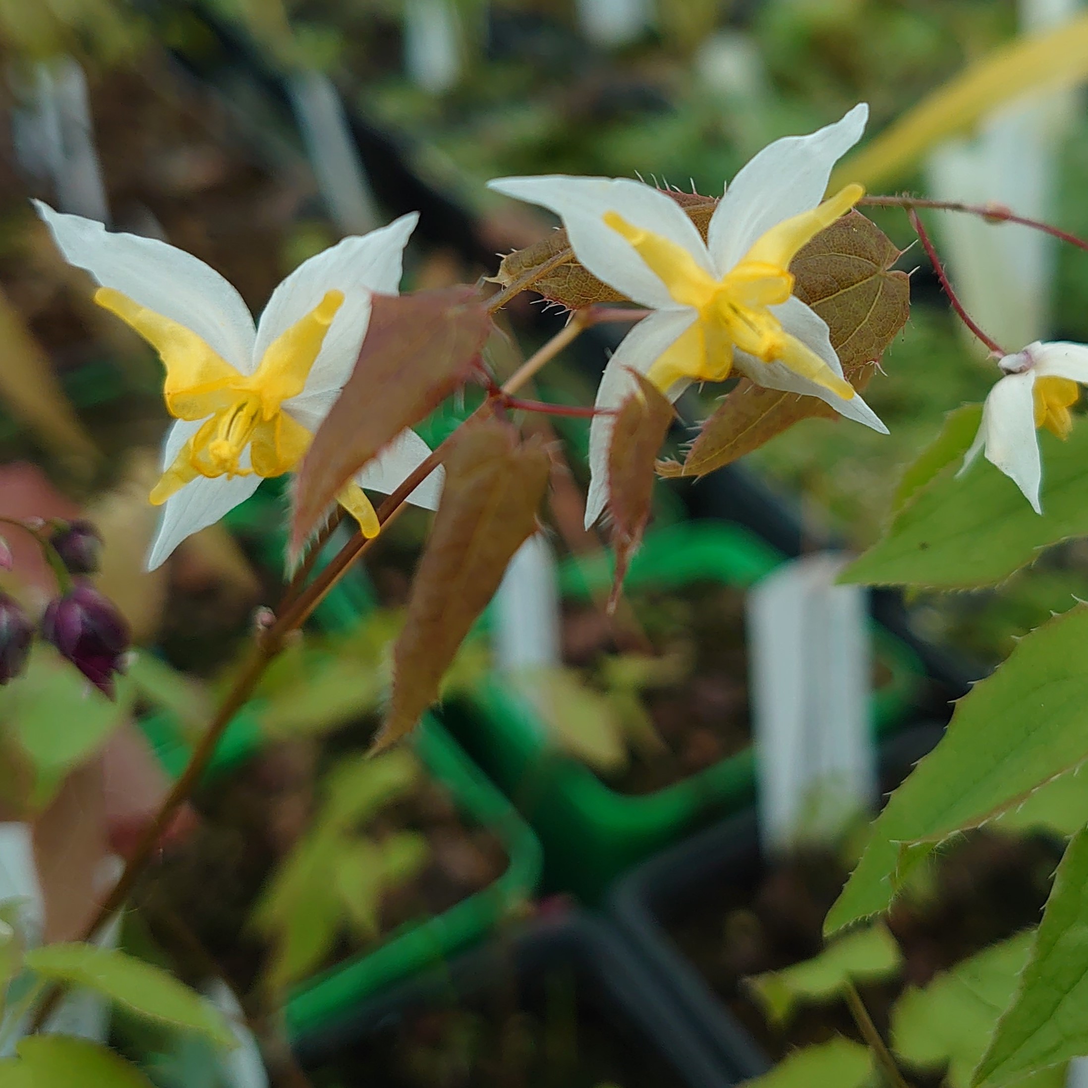 Passion Vivaces Epimedium Mandarin Star fleur des elfes pot 1 L