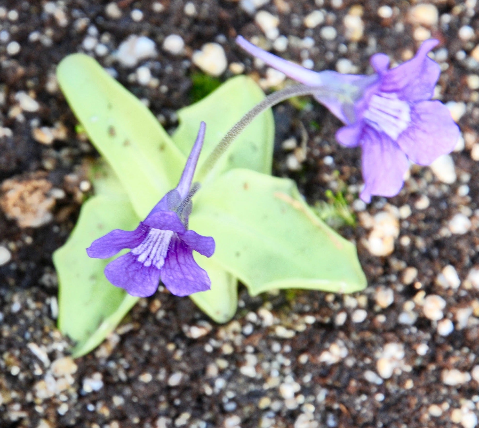 Carniflore Pinguicula grandiflora grassette fleur violette
