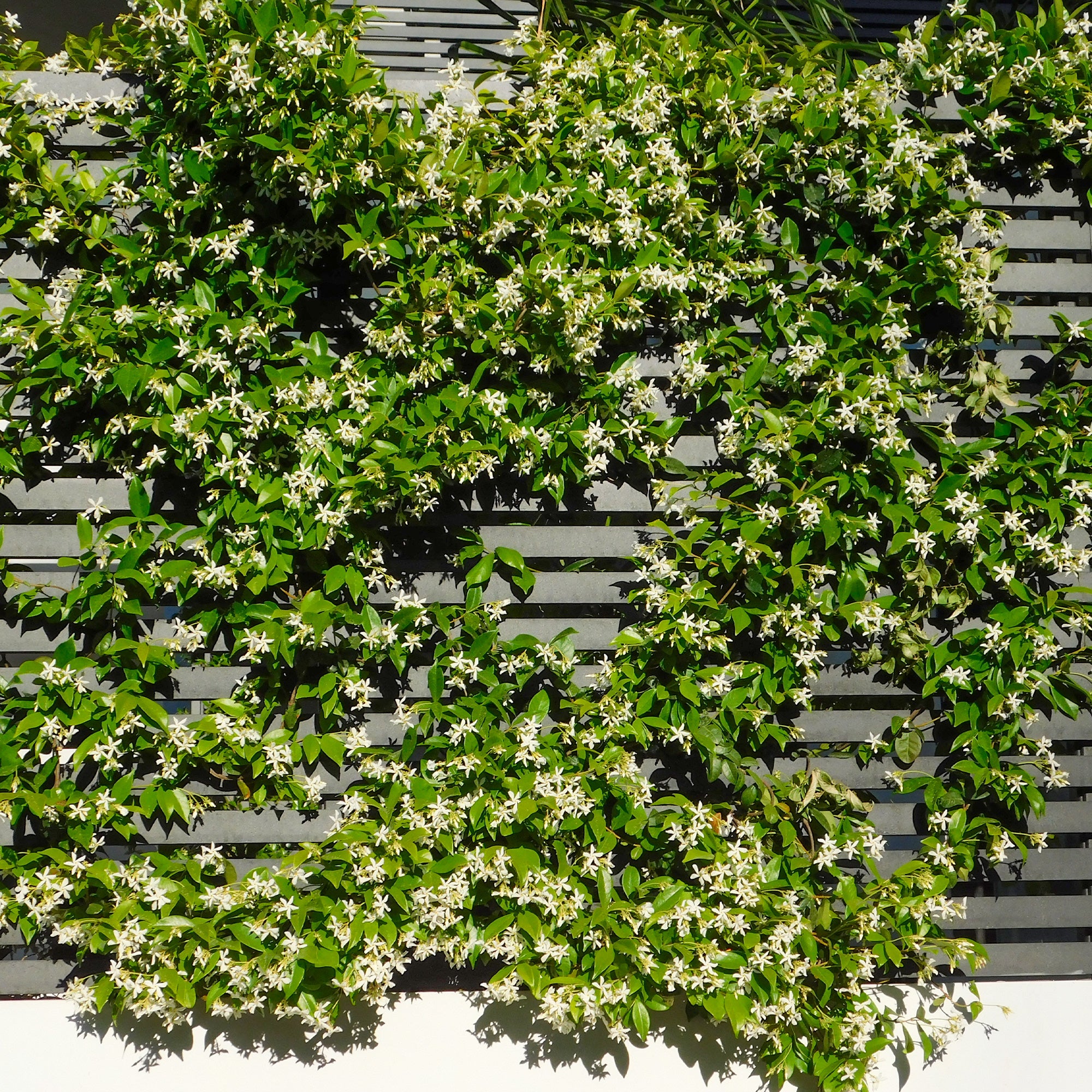 Bakker Jasmin étoilé grimpante pot 2L fleurs blanches
