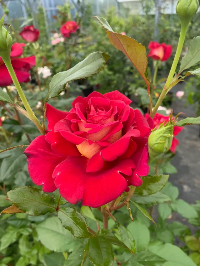 Michel Adam Macha Méril Adalegour rosier buisson bicolore parfumé
