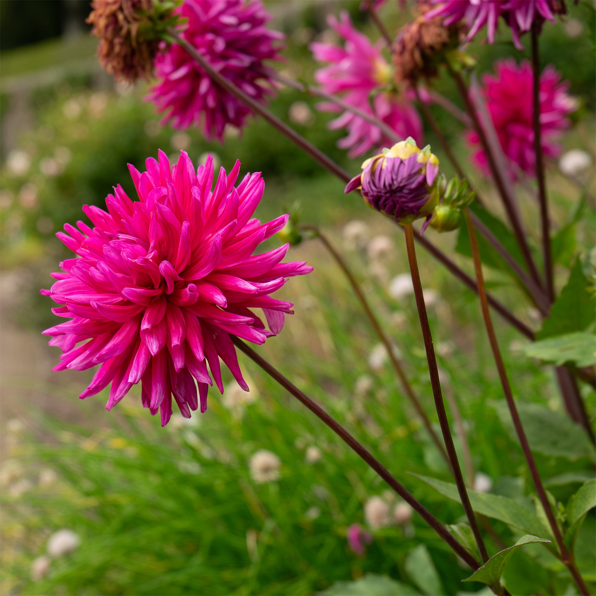 Bakker Dahlia Purple Gem cactus sachet 3 bulbes fuchsia