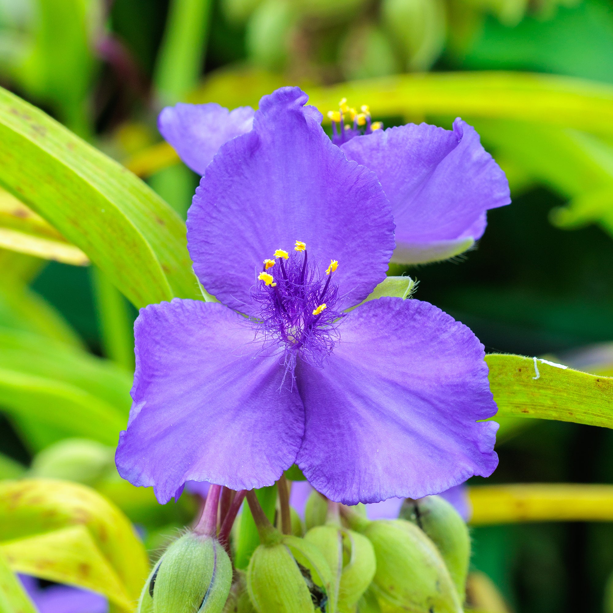 Bakker Éphémère Sweet Kate vivace pot 9cm fleur violette