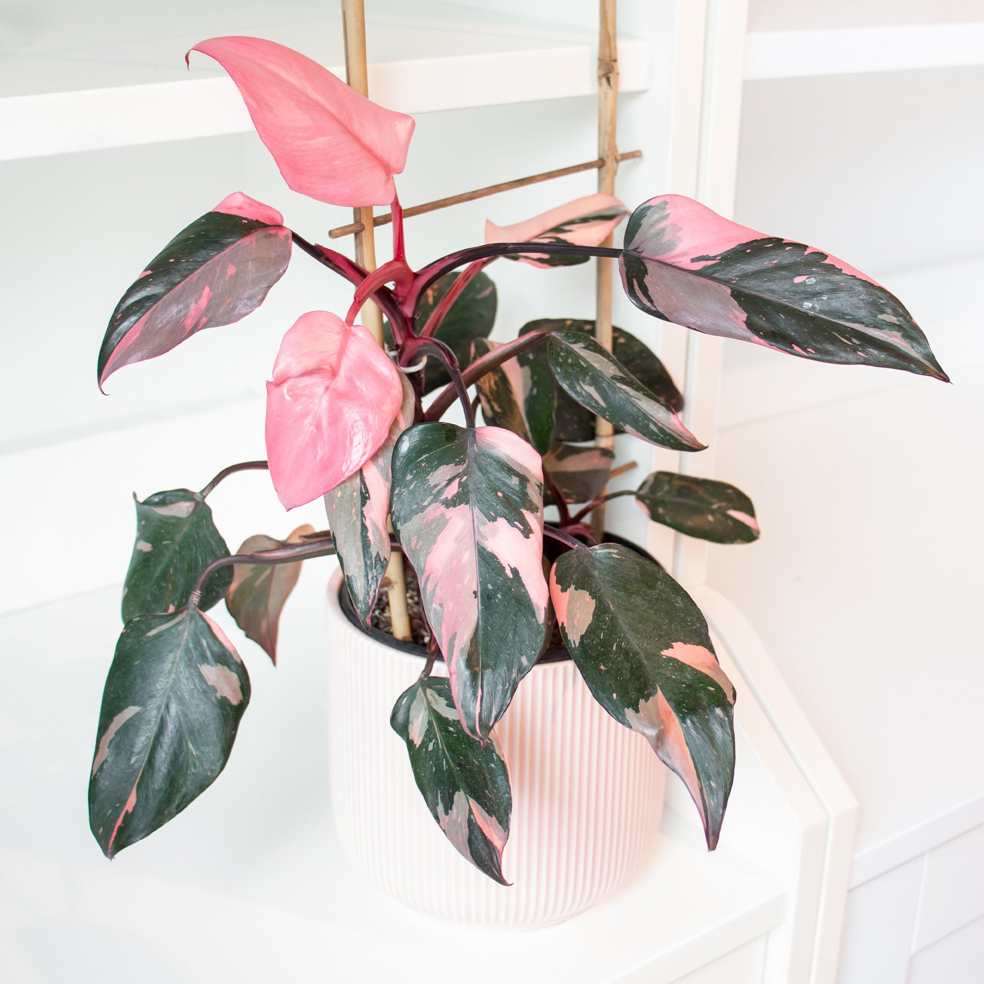 Bakker Philodendron Pink Princess plante verte pot Ø12cm rose