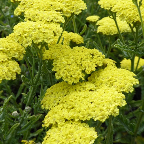 Bakker Achillée Taygetea vivace jaune pot 9cm