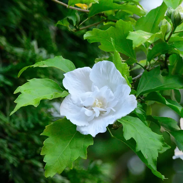 Bakker Hibiscus Flower Tower White arbuste pot 9cm blanc