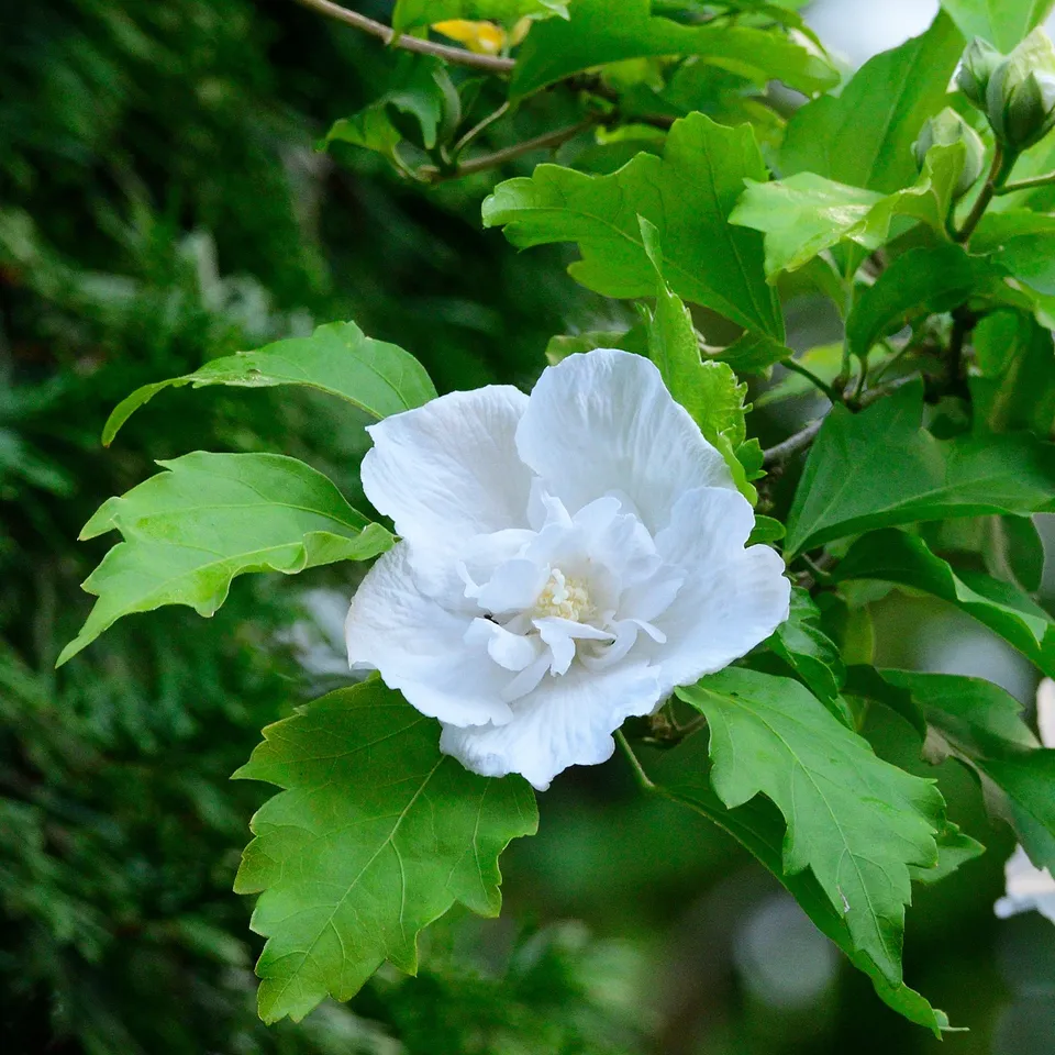 Bakker Hibiscus Flower Tower White arbuste pot 9cm blanc