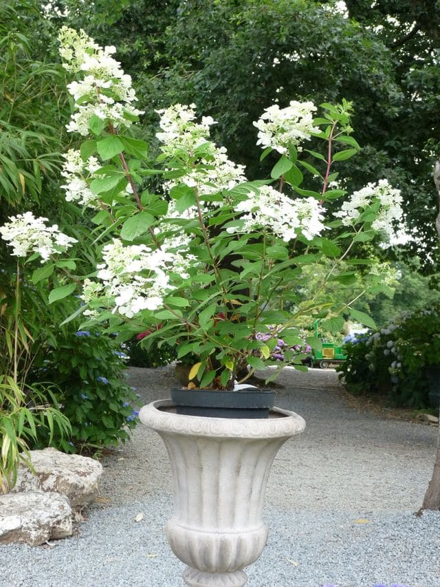 Les Hortensias du Haut Bois Wim's Red hortensia paniculata rouge