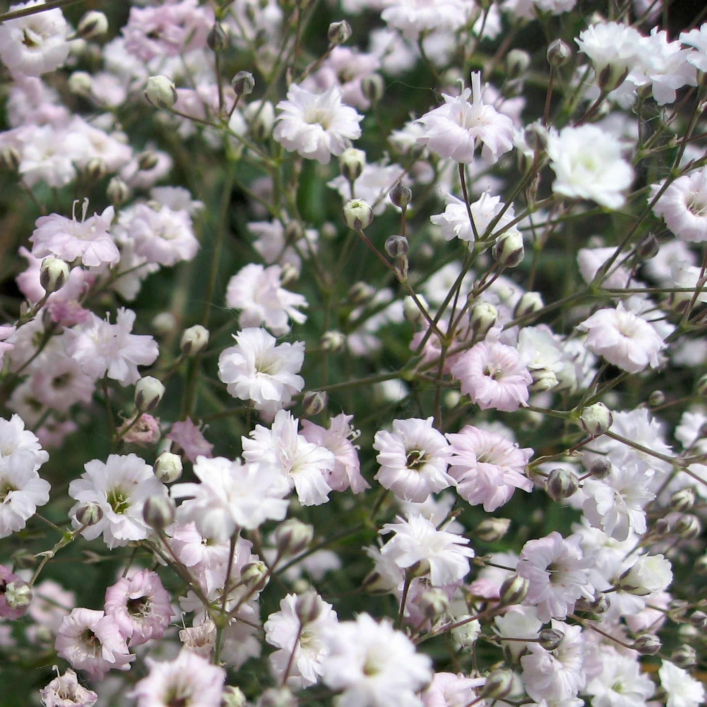 Passion Vivaces Gypsophila Rosenschleier gypsophile rose 1 L
