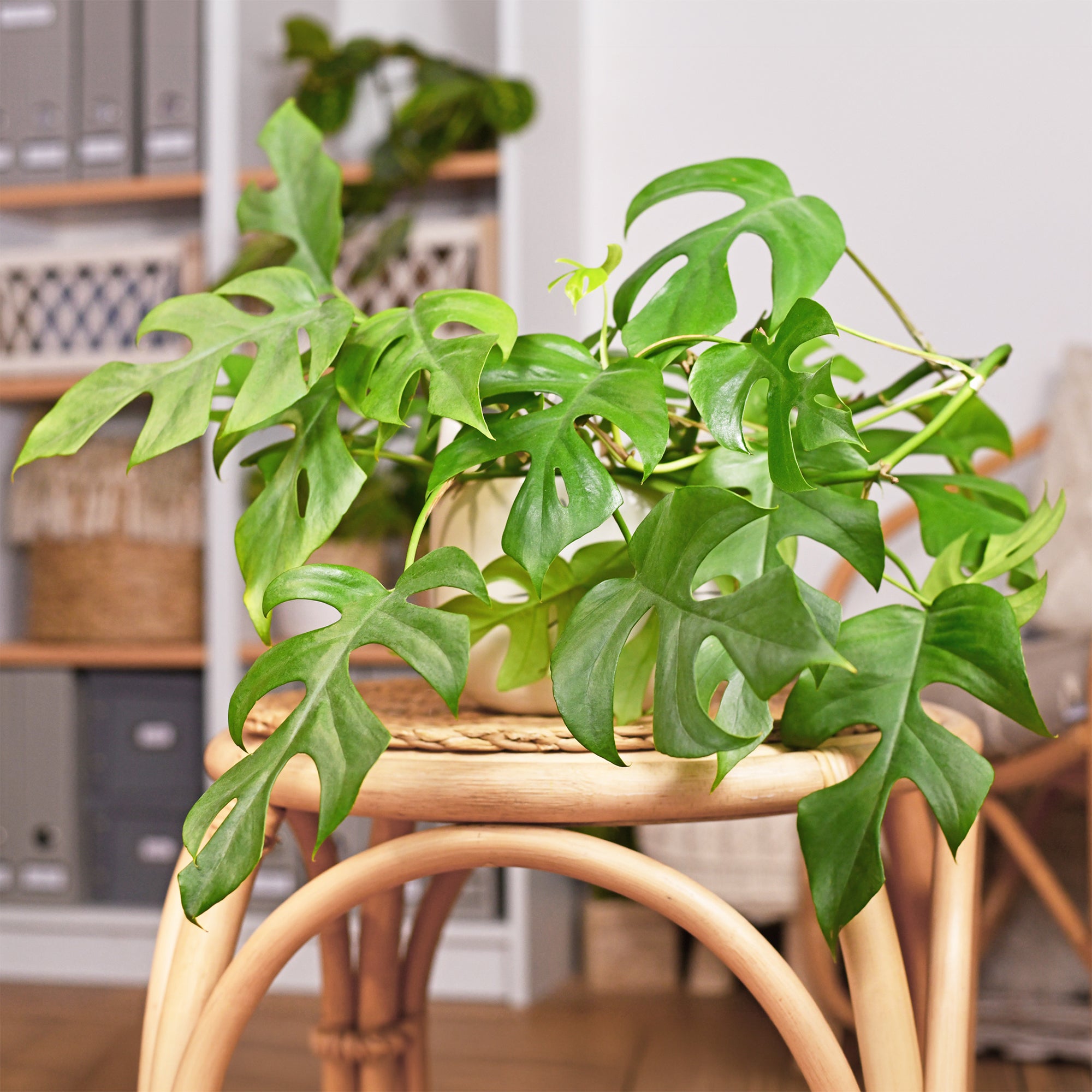 Bakker Plantes d'intérieur Monstera Minima plante verte pot 12cm retombante