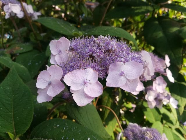 Les Hortensias du Haut Bois Villosa hortensia aspera feuillage godet