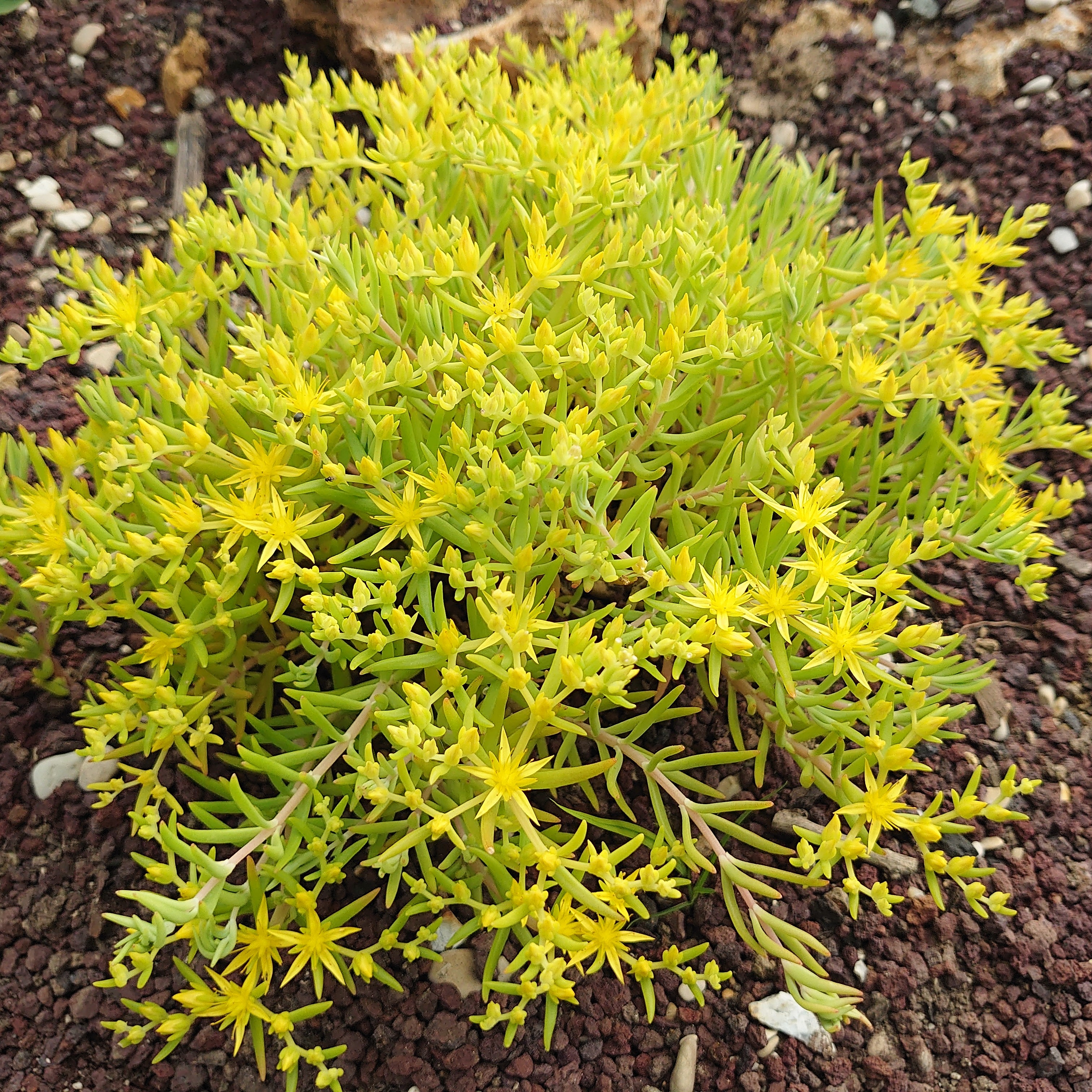 Passion Vivaces Sedum sarmentosum Ljima orpin jaune pot 1L