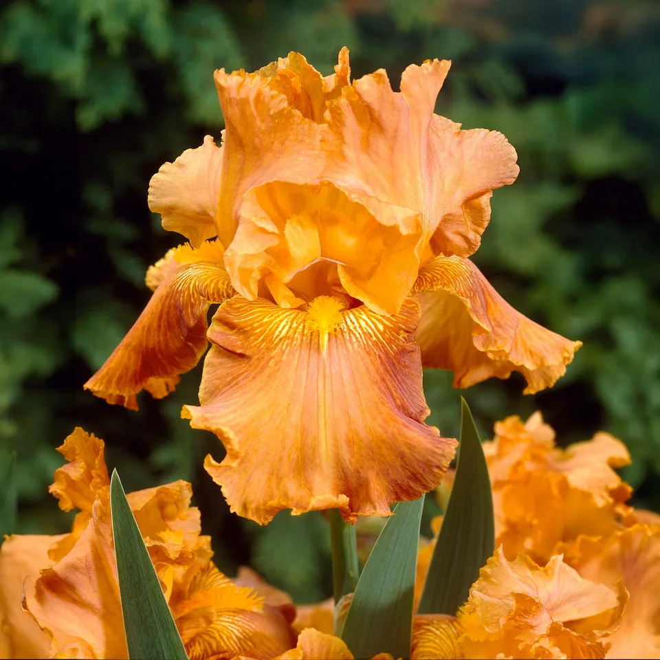 Bakker Plantes vivaces Iris Profondeur de champ racines nues orange lot 2