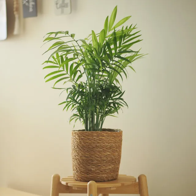 Bakker Chamaedorea palmier des montagnes pot 12cm 30cm ombre