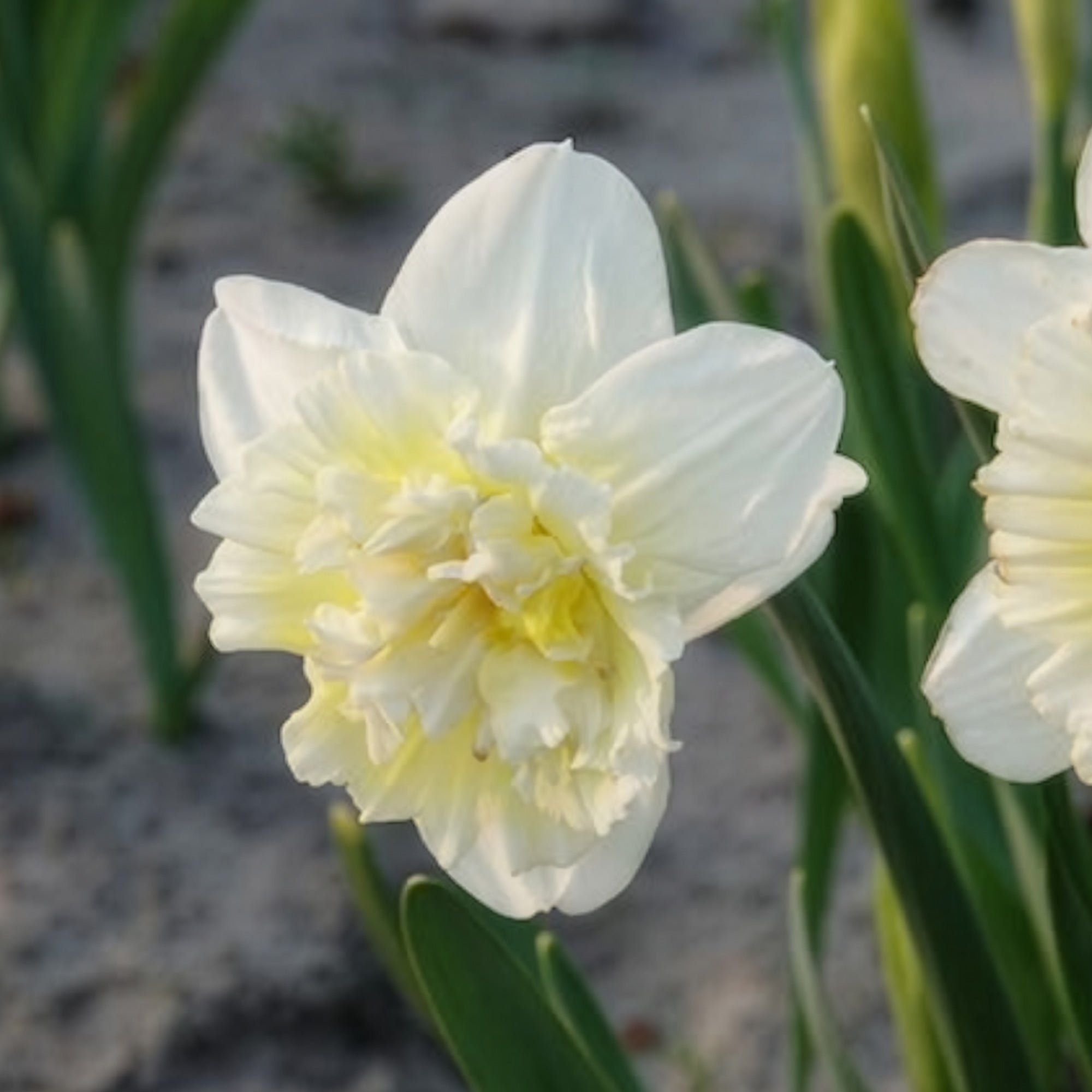 Bakker Bulbes 5 Narcisses Ice King bulbes jaune sachet 5