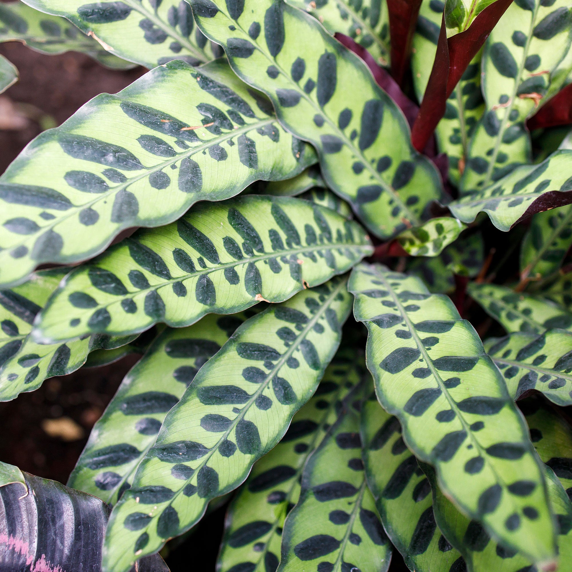 Bakker Calathea lancifolia Insigne vert pot Ø14 cm 45-55 cm
