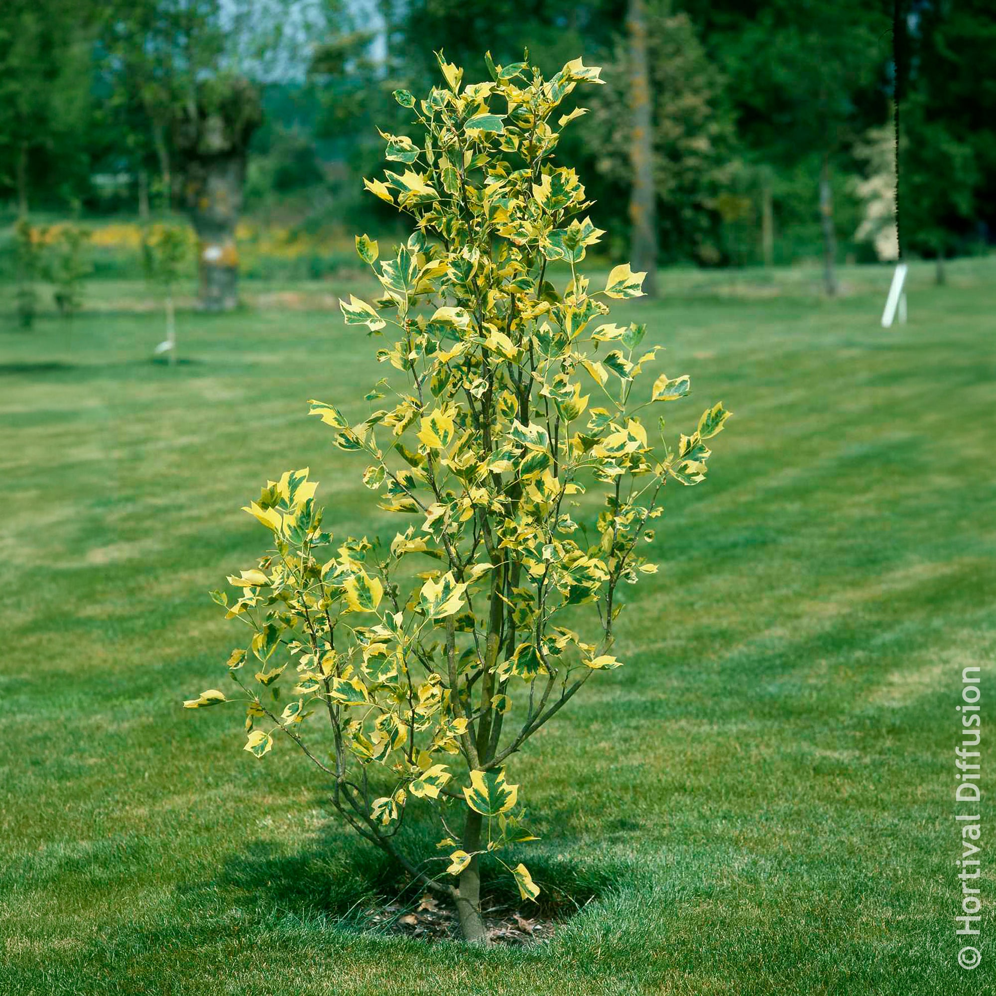 Bakker Tulipier de Virginie panaché arbre pot 4.5L feuillage doré