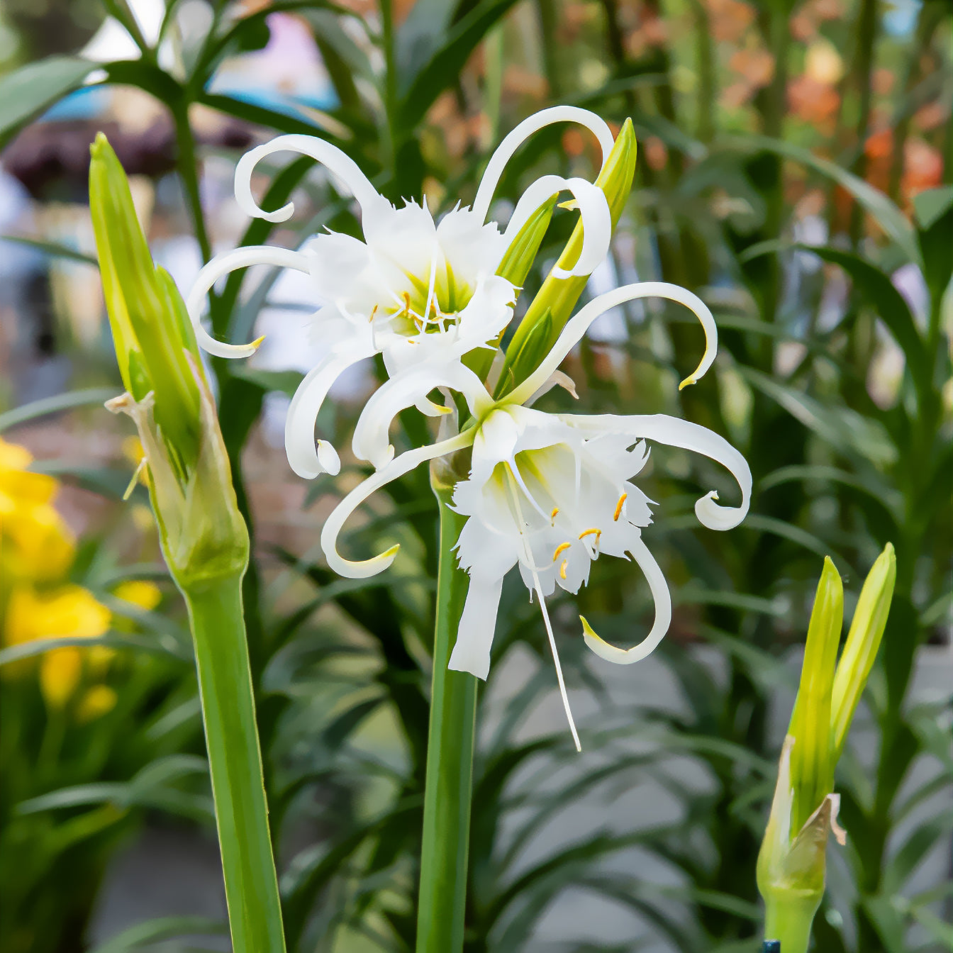 Bakker Ismène Festalis lis araignée 3 bulbes blanc 14-16cm