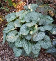 Passion Vivaces Brunnera macrophylla Silver Heart pot 1L argent