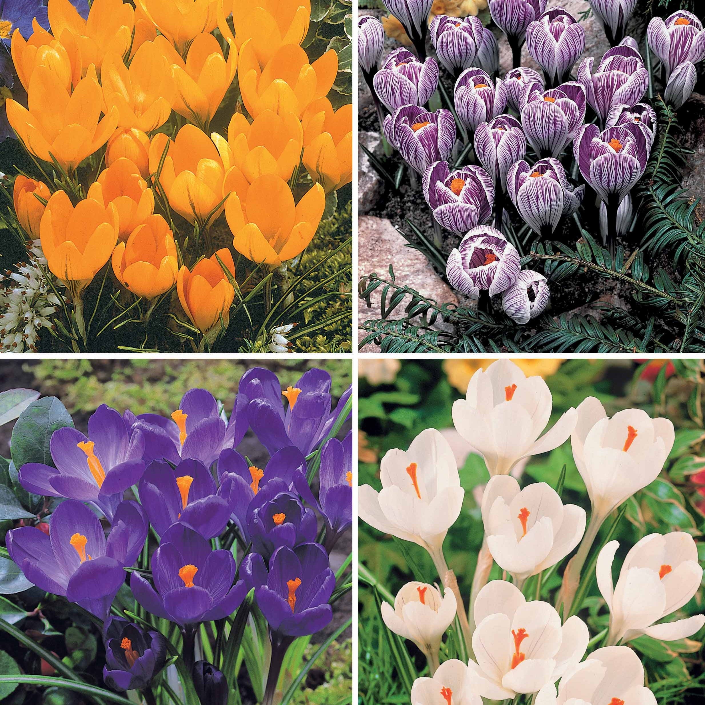 Bakker Crocus mélange blanc violet jaune bulbe lot 60