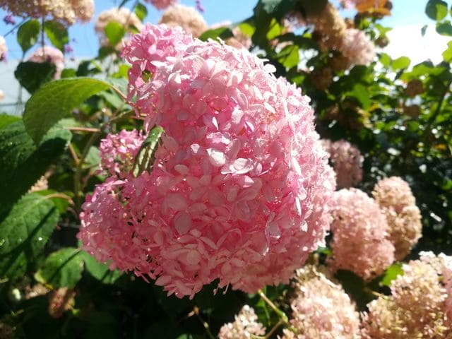 Les Hortensias du Haut Bois Invincible hortensia arborescent rose godet
