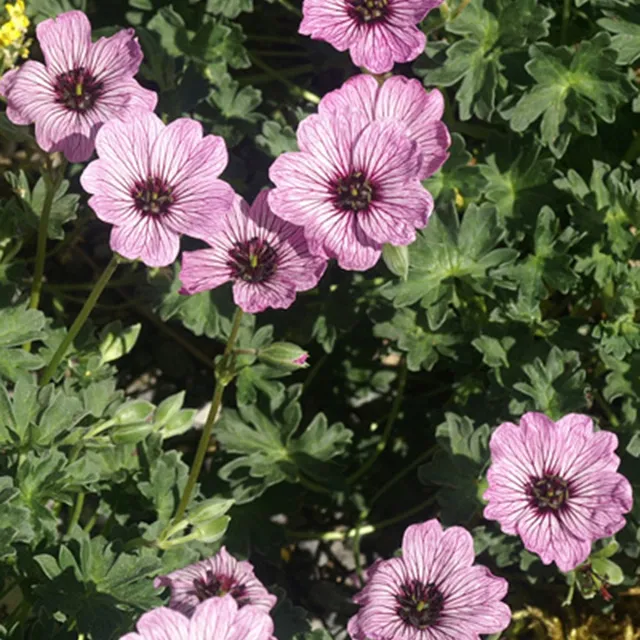 Bakker Ballerina géranium vivace pot 8cm fleurs roses