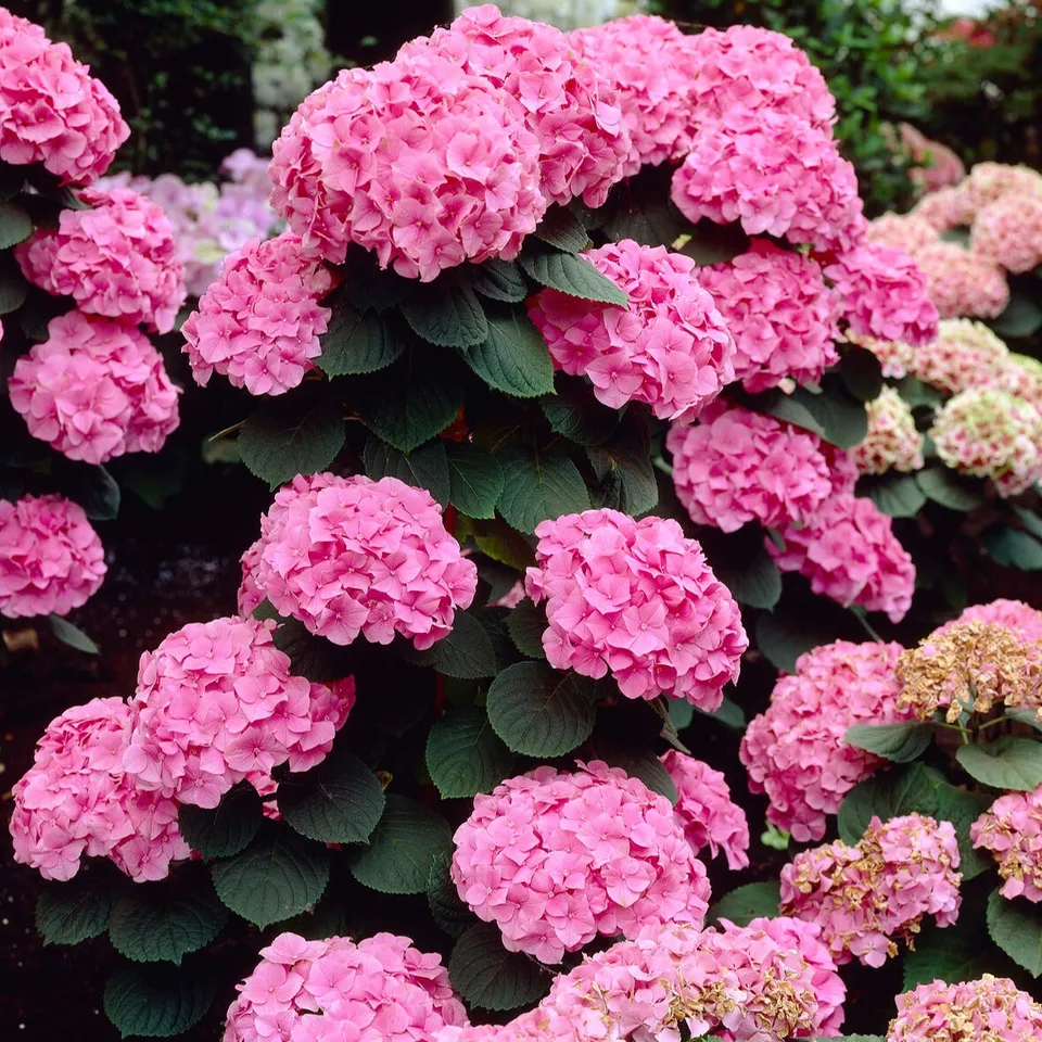 Bakker Hortensia Rosita rose pot 1,5L 20-25cm mi-ombre