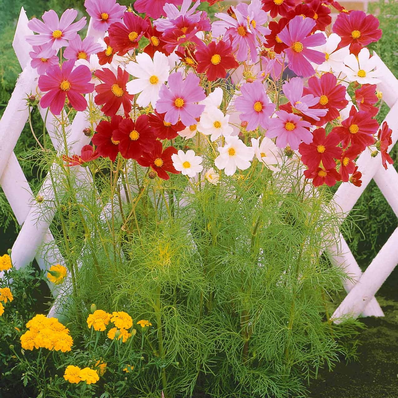 Bakker Collection graines fleurs à couper 5 sachets mélange