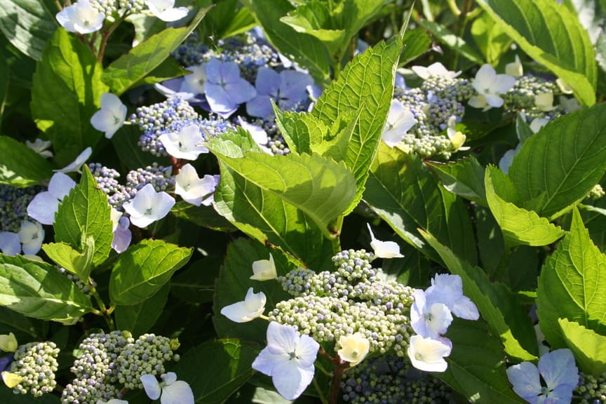 Les Hortensias du Haut Bois Hortulanus Witte hortensia blanc fleurs plates