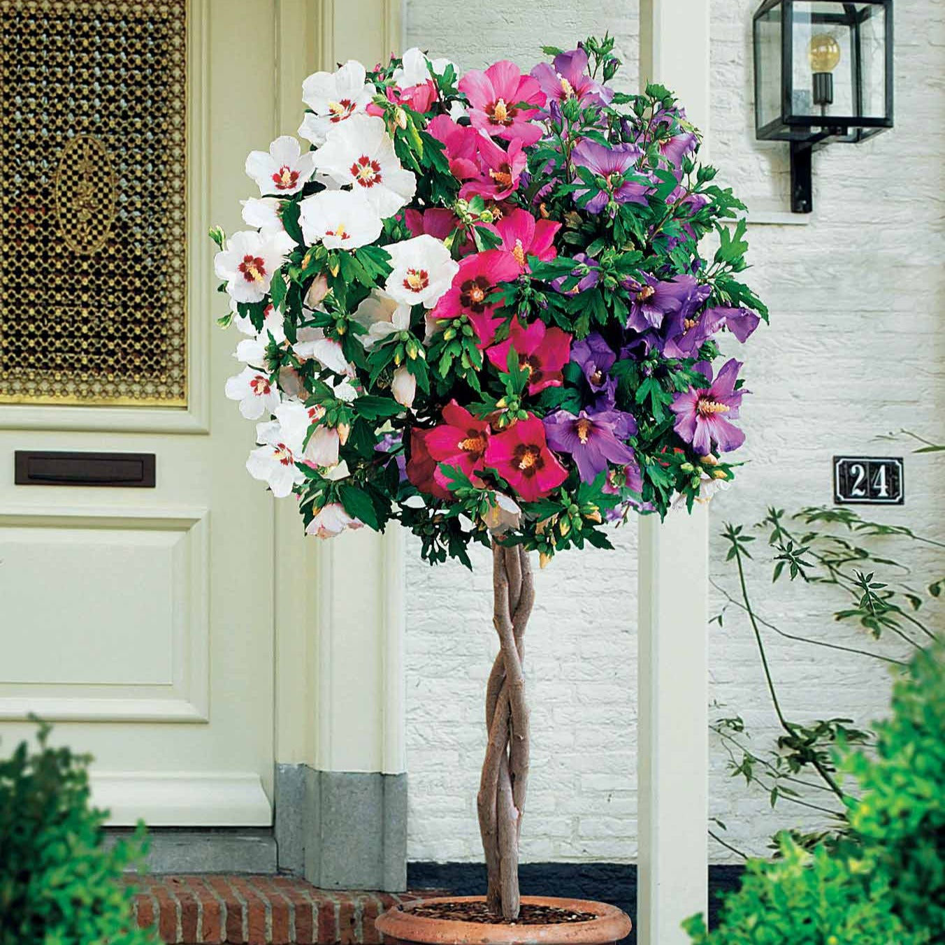 Bakker Hibiscus Rouge-Blanc-Bleu tige pot 4L 70-90cm