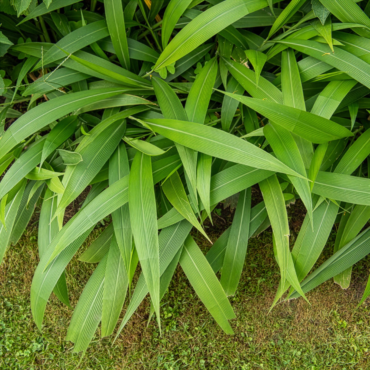 Bakker Plantes d'extérieur Herbe Palmier graminée pot 9cm