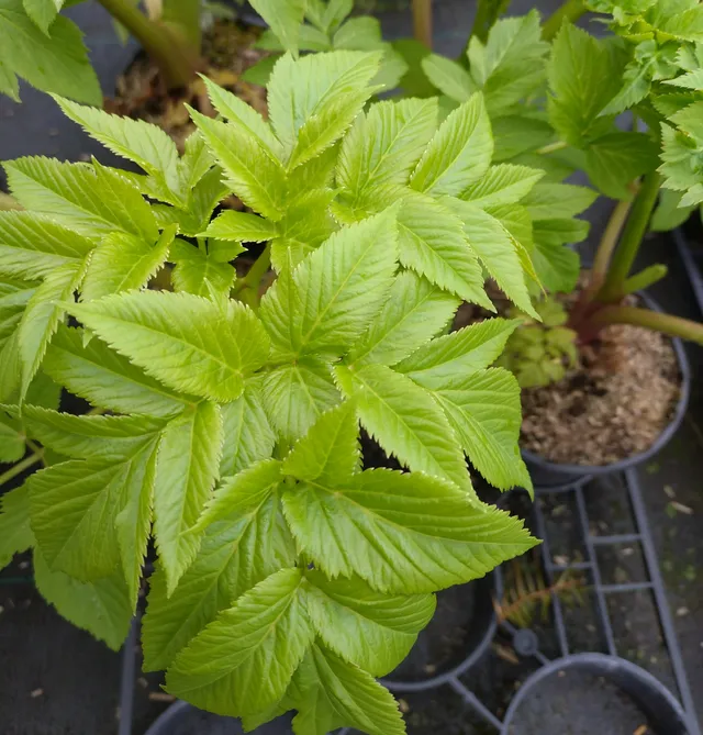 Passion Vivaces Angelica archangelica plante aromatique pot 1 litre