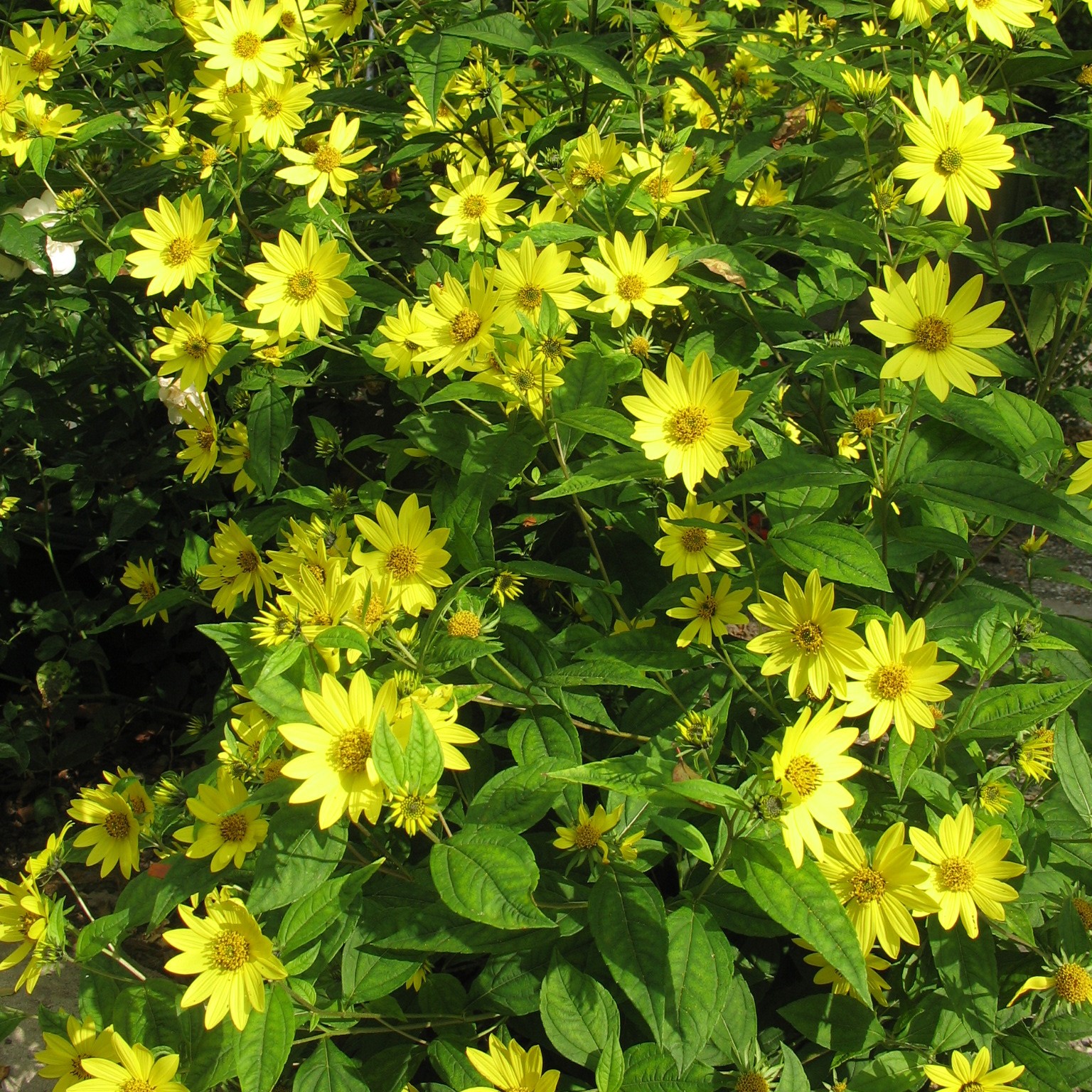 Passion Vivaces Helianthus Lemon Queen plante vivace pot 1L jaune