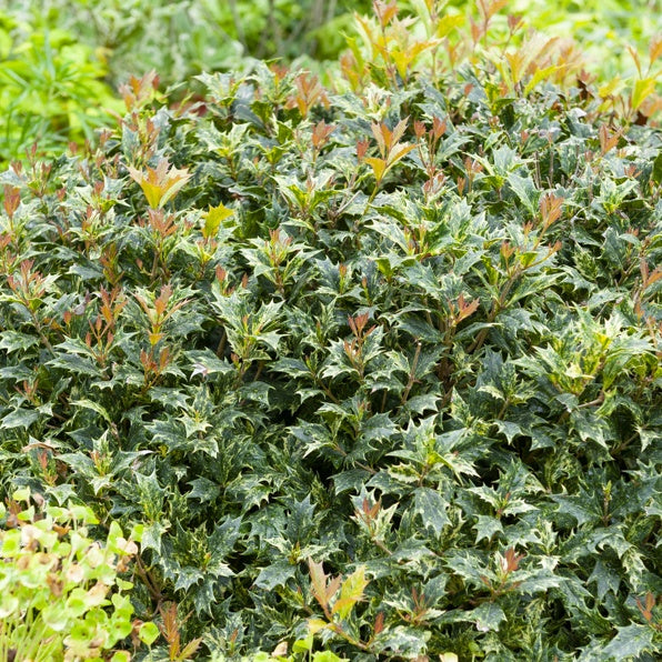 Bakker Goshiki osmanthe panaché pot 2L 15-20cm