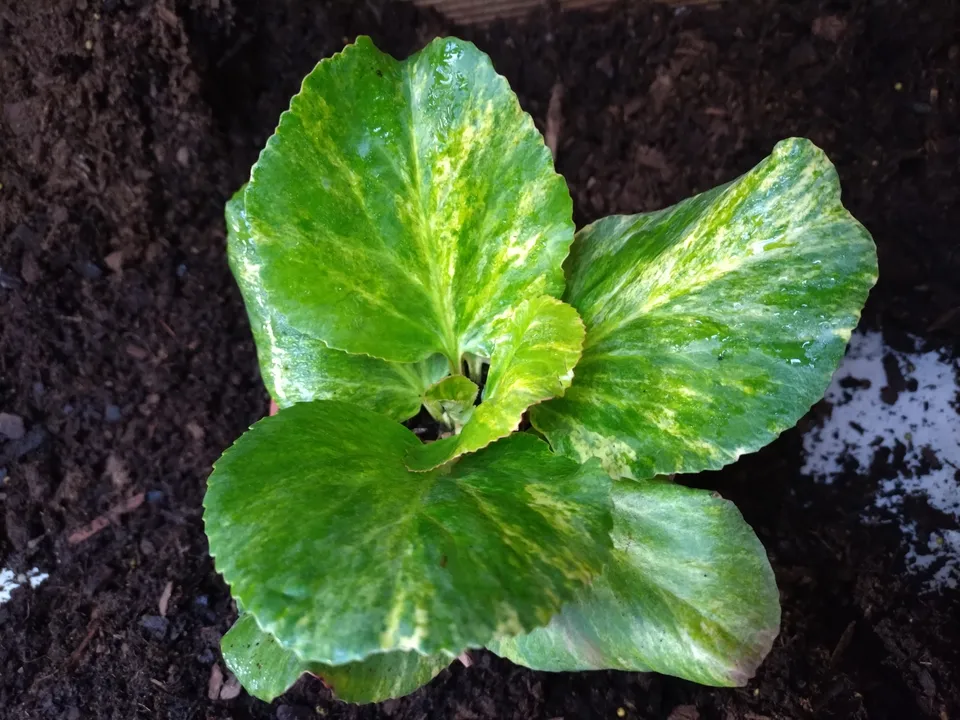 Passion Vivaces Bergenia cordifolia Tubby Andrews plante pot 1L