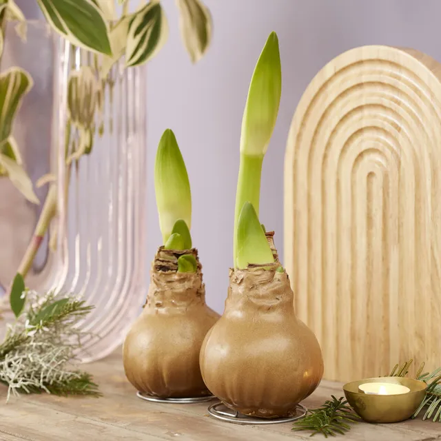 Bakker Wax Amaryllis Gloss Gold bulbe rouge pièce