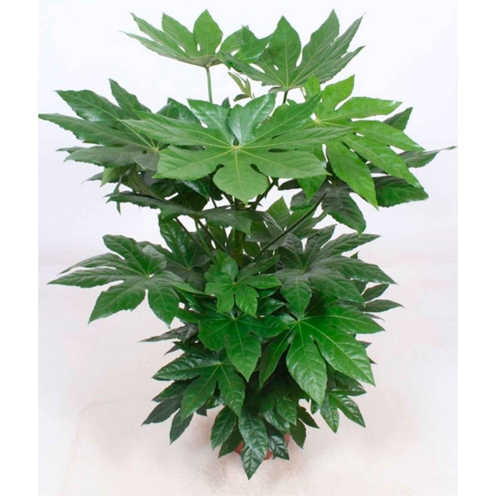 Bakker Aralia du Japon Fatsia japonica plante verte pot Ø9cm
