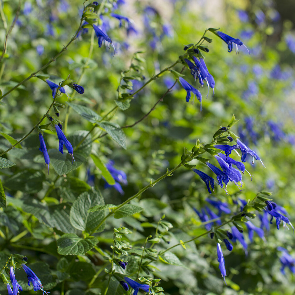 Bakker Blue Enigma sauge vivace pot 9cm bleue