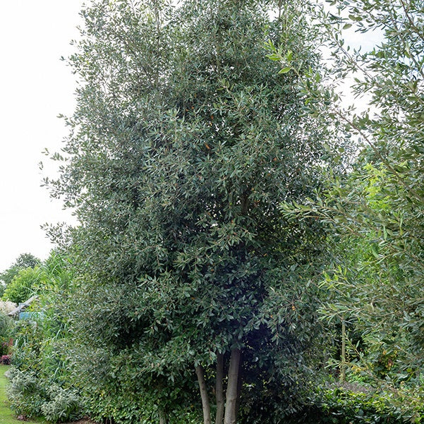 Bakker Chêne vert Quercus ilex arbre pot 3L 30-40cm