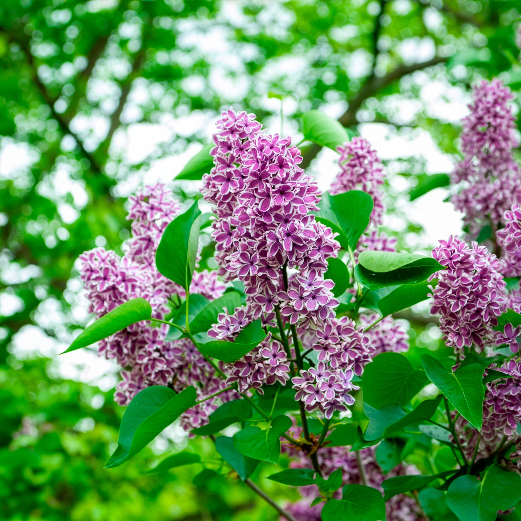 Bakker Lilas Sensation Syringa arbuste pot 2L 25-30cm