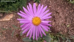 Passion Vivaces Aster amellus Brillant plante vivace godet rose vif
